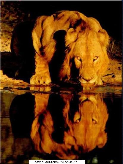 big cats... - misstika - Criminalii la orizont...